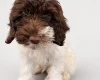 Labradoodle
