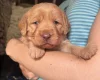 Labradoodle
