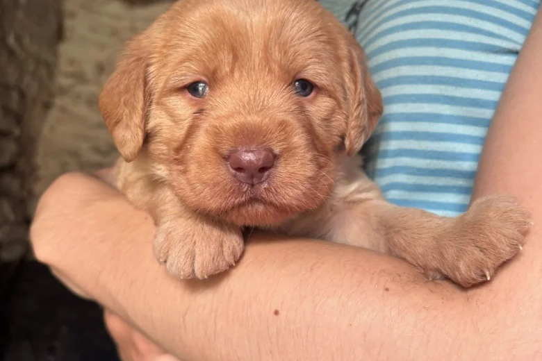 Labradoodle