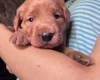 Labradoodle