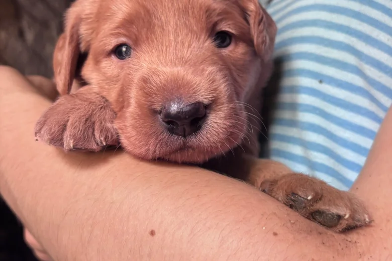Labradoodle