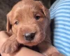 Labradoodle