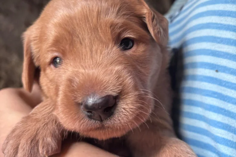 Labradoodle