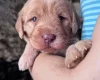 Labradoodle