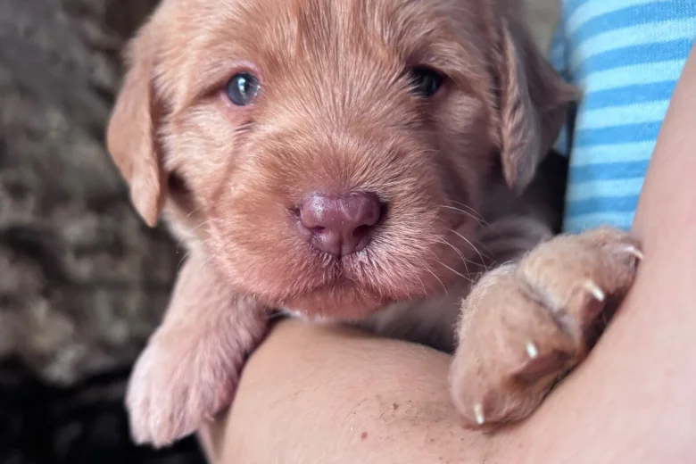 Labradoodle