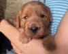 Labradoodle