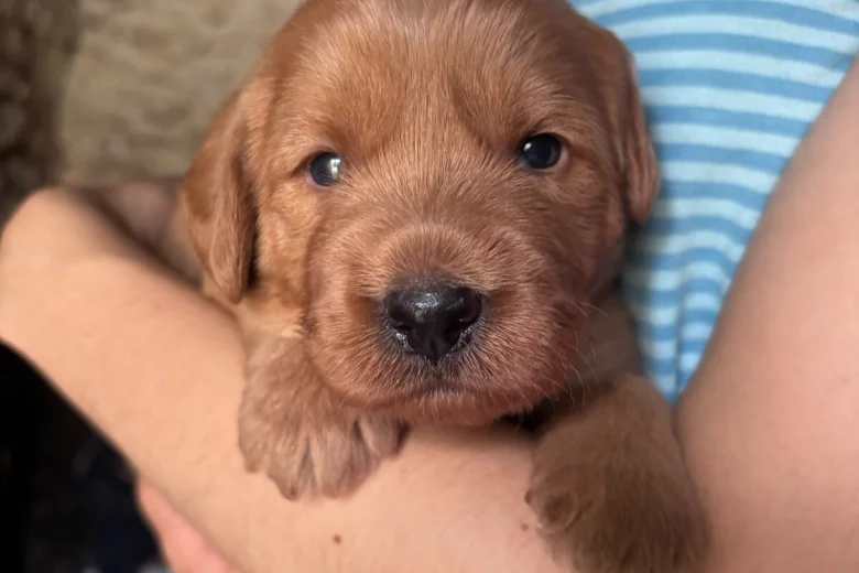 Labradoodle