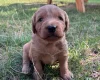 Labradoodle