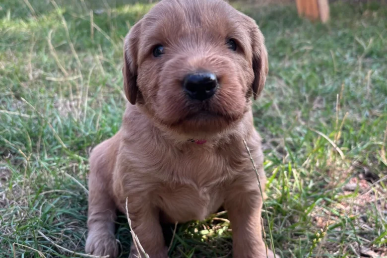 Labradoodle