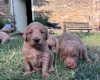 Labradoodle