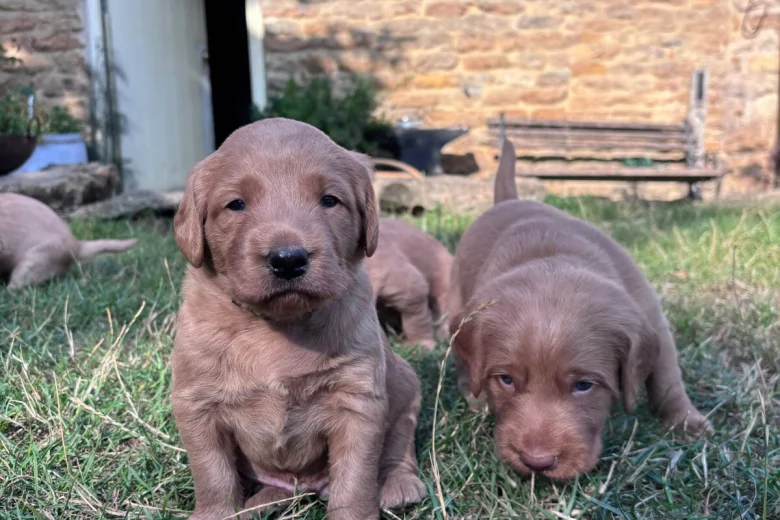 Labradoodle
