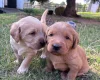 Labradoodle