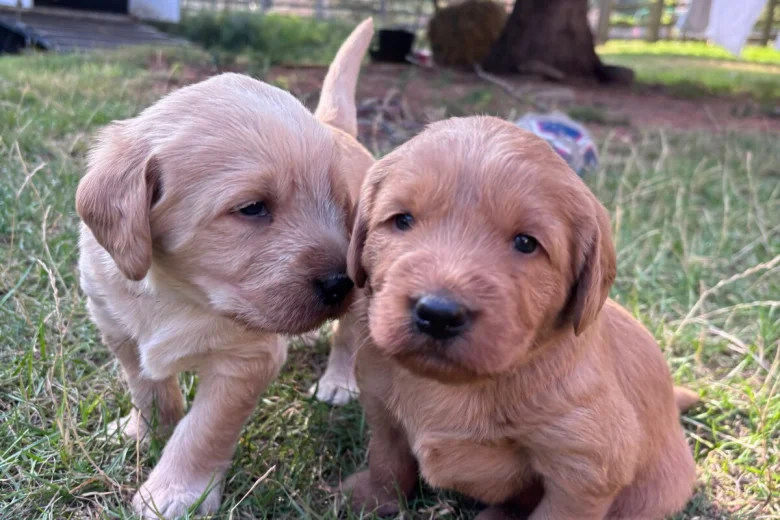 Labradoodle
