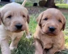 Labradoodle