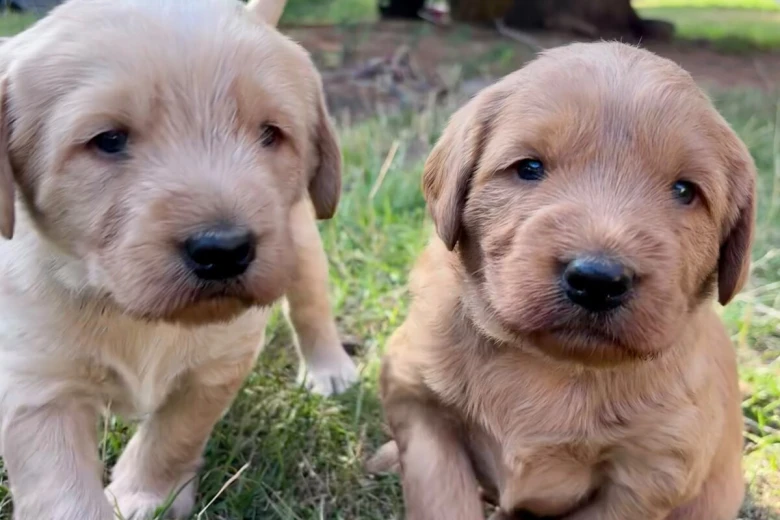 Labradoodle