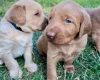 Labradoodle