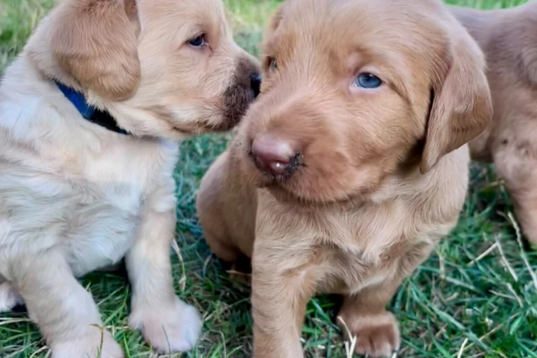 Labradoodle