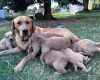 Labradoodle