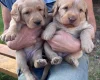 Labradoodle
