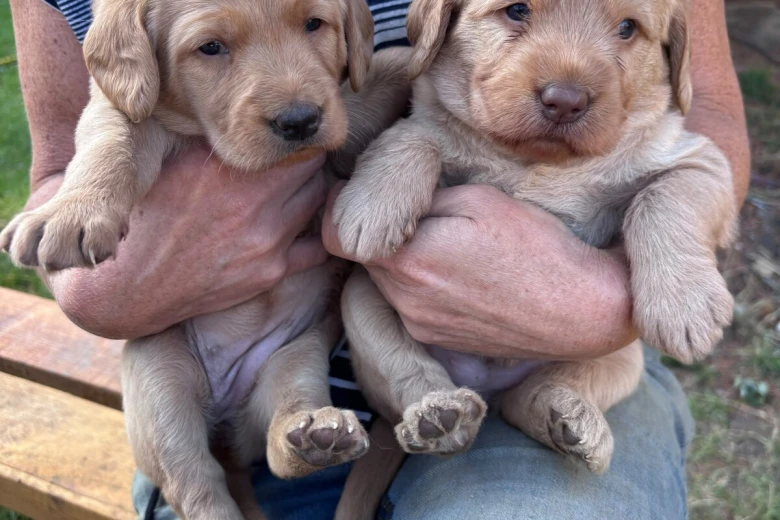 Labradoodle