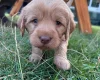 Labradoodle