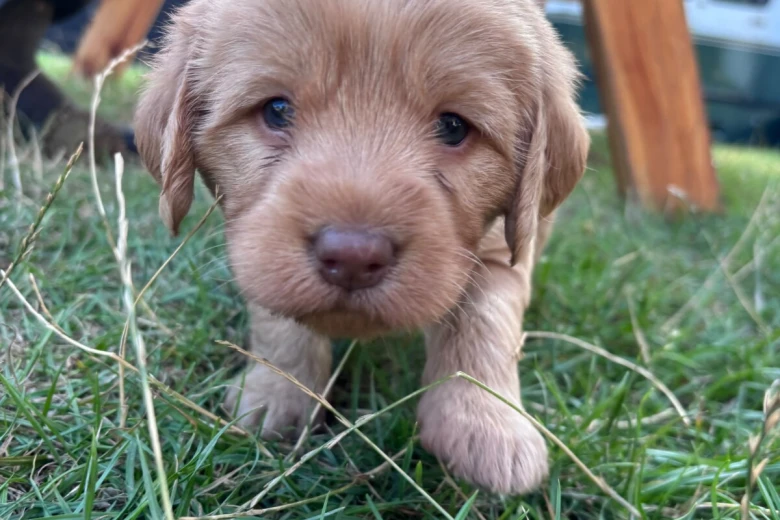 Labradoodle