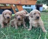 Labradoodle