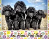 Labradoodle