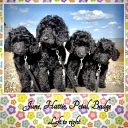 Labradoodle
