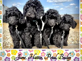 Labradoodle