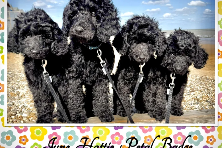 Labradoodle