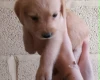 Labradoodle