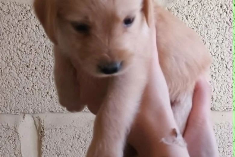 Labradoodle