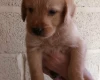 Labradoodle