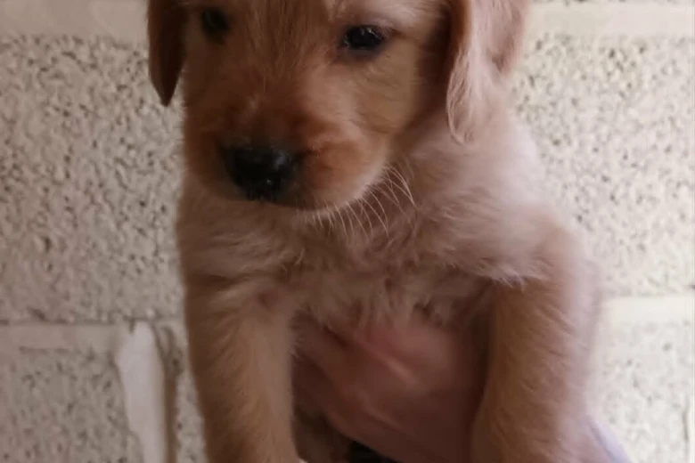Labradoodle