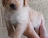 Labradoodle