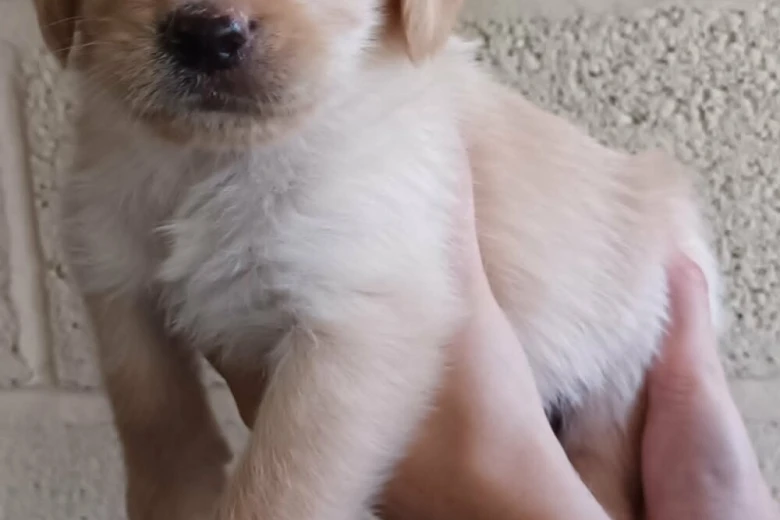 Labradoodle