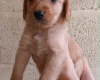 Labradoodle