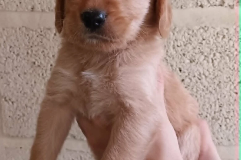 Labradoodle