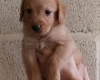 Labradoodle