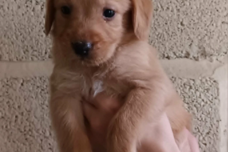 Labradoodle