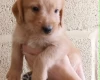 Labradoodle