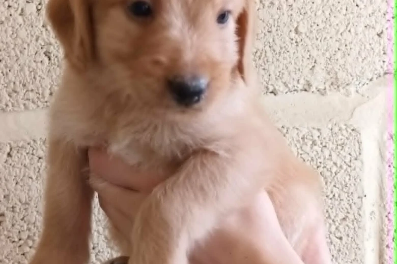 Labradoodle