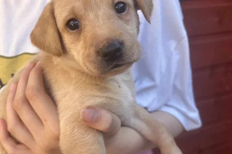 Labrador Retriever