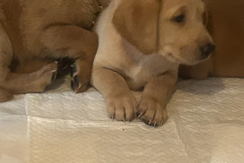 Labrador Retriever