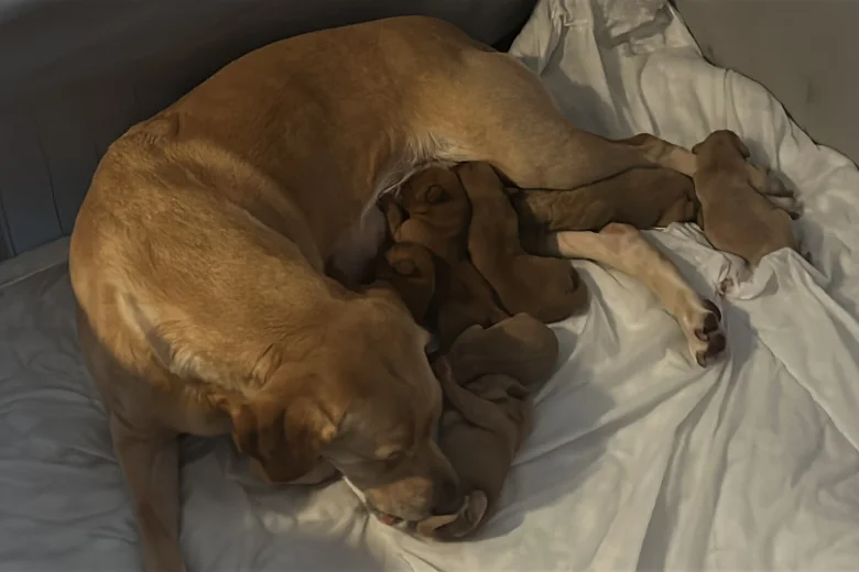 Labrador Retriever