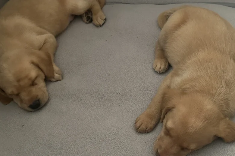 Labrador Retriever