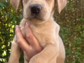 Labrador Retriever
