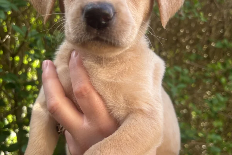Labrador Retriever