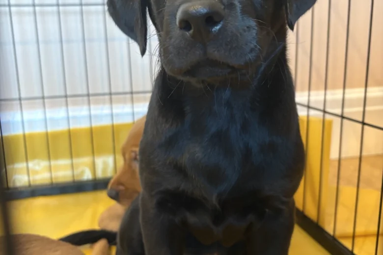 Labrador Retriever